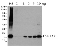 HSP17,6 | Cytosolic class I heat shock protein 17,6 (rabbit antibody) in the group Antibodies Plant/Algal  / Environmental Stress / Heat shock at Agrisera AB (Antibodies for research) (AS07 254)